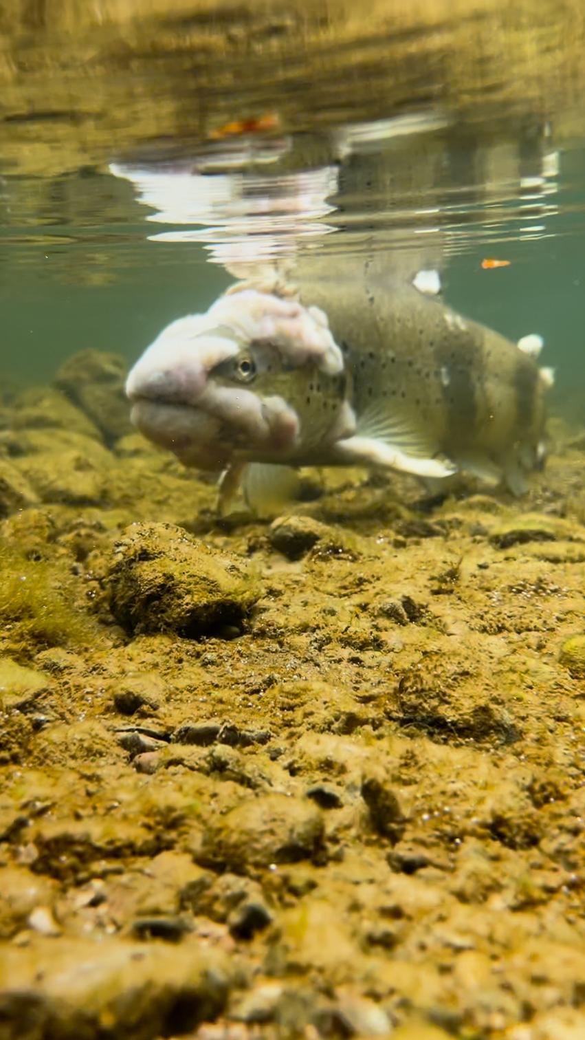 Lucas Feld, 12 ans, alerte sur la pollution des rivières neuchâteloises