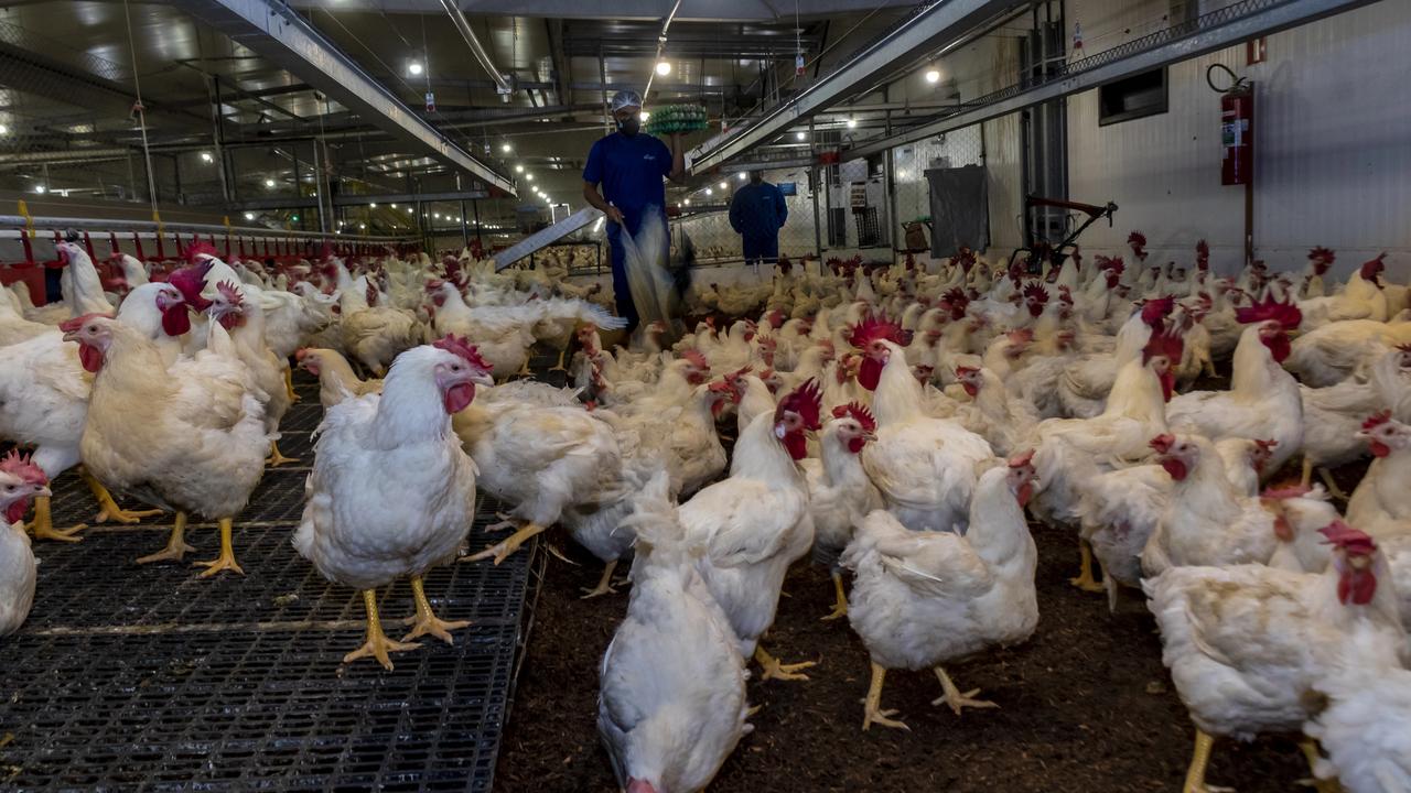 Poulet brésilien et déforestation: Greenpeace alerte sur l’impact des importations de volaille en Suisse